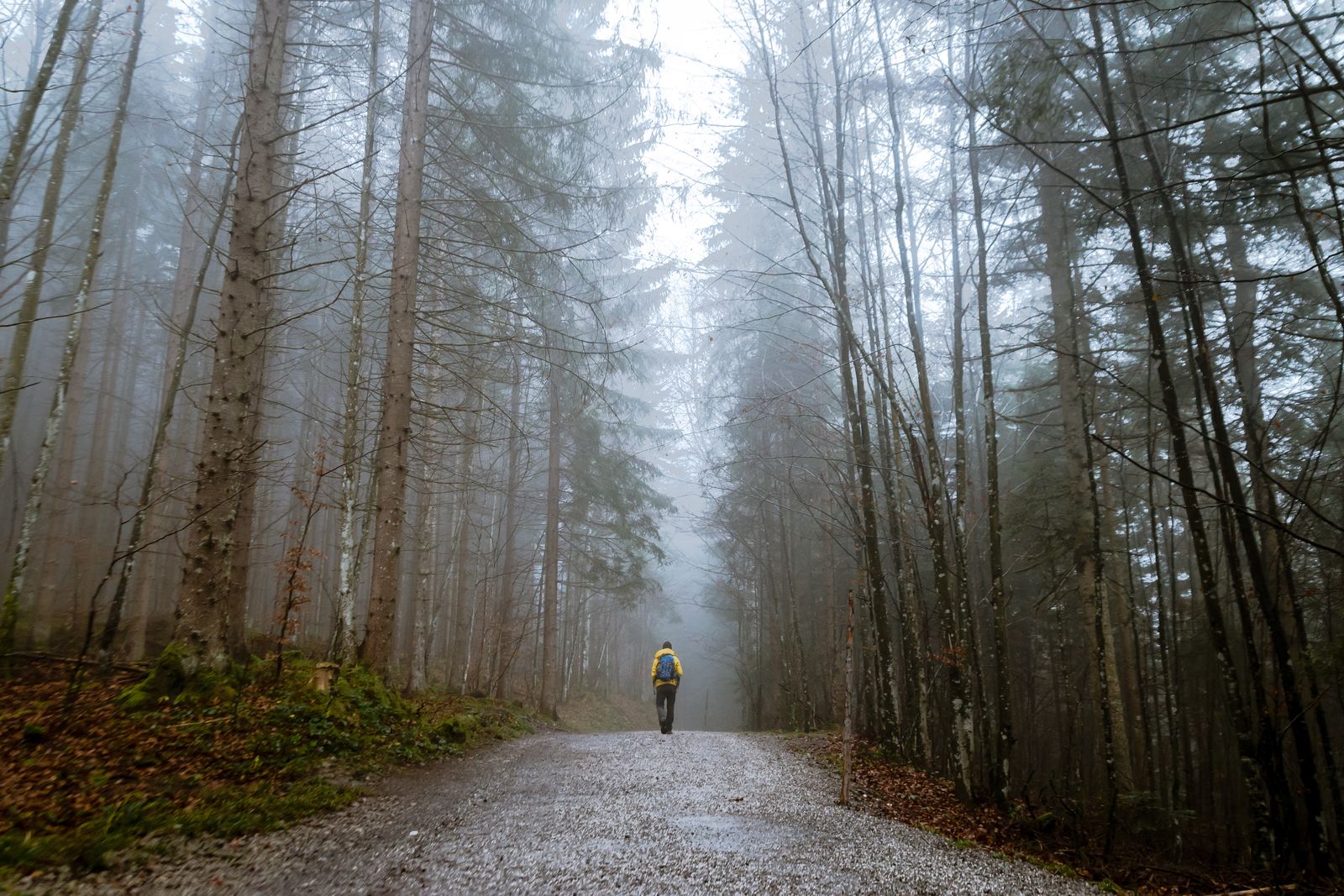 A person walking alone along a peaceful forest path.
